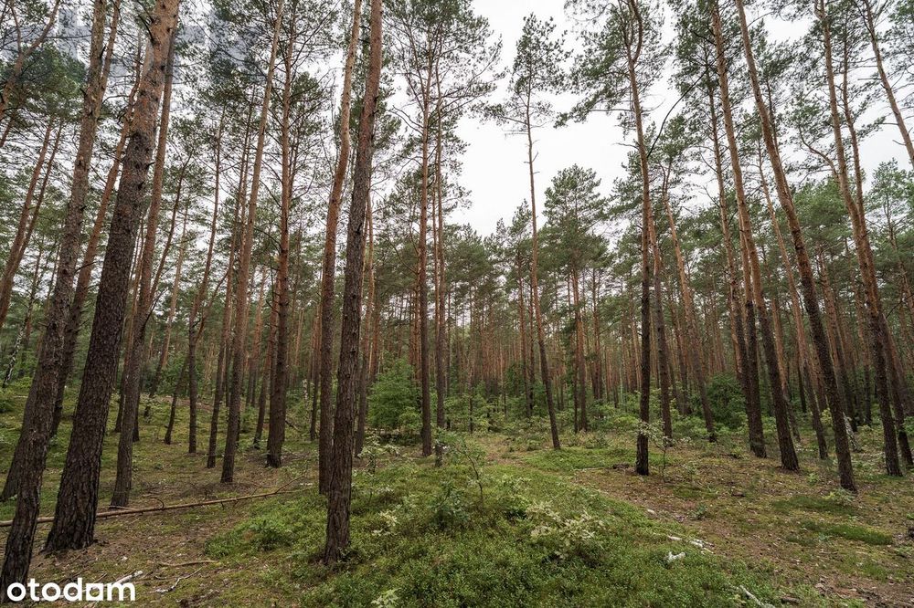 Działka budowlana na Wydmach  2221 m2 - bez prowizji