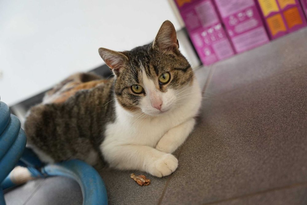 POCISK kot kocurek kochany adopcja schronisko