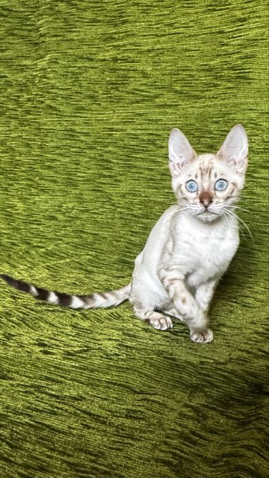 Бенгальські кошенята