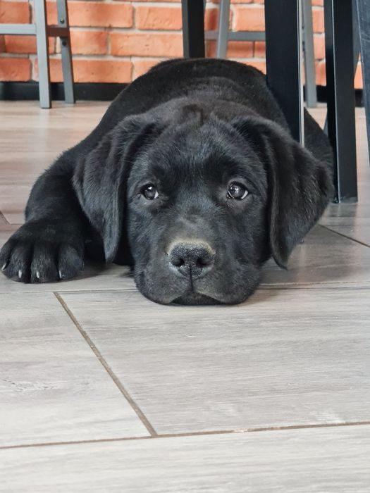 Czarny samiec gotowy do odbioru Labrador Retriever ZKwP FCI