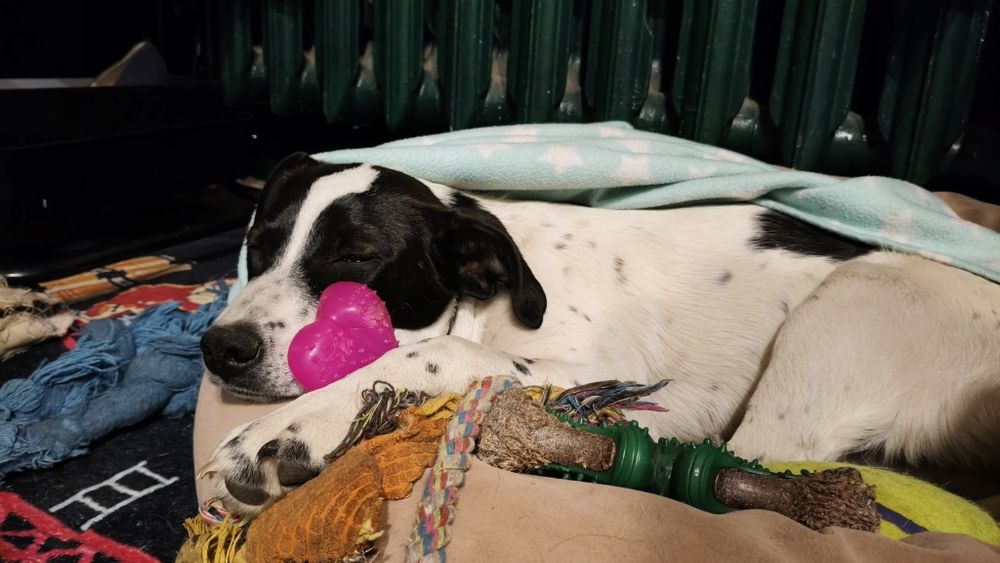 Szczeniak do adopcji - suczka