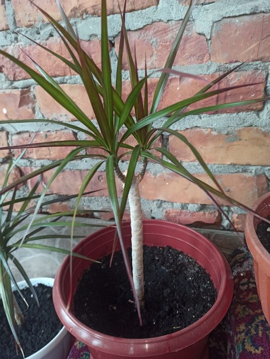 Продається Драцена