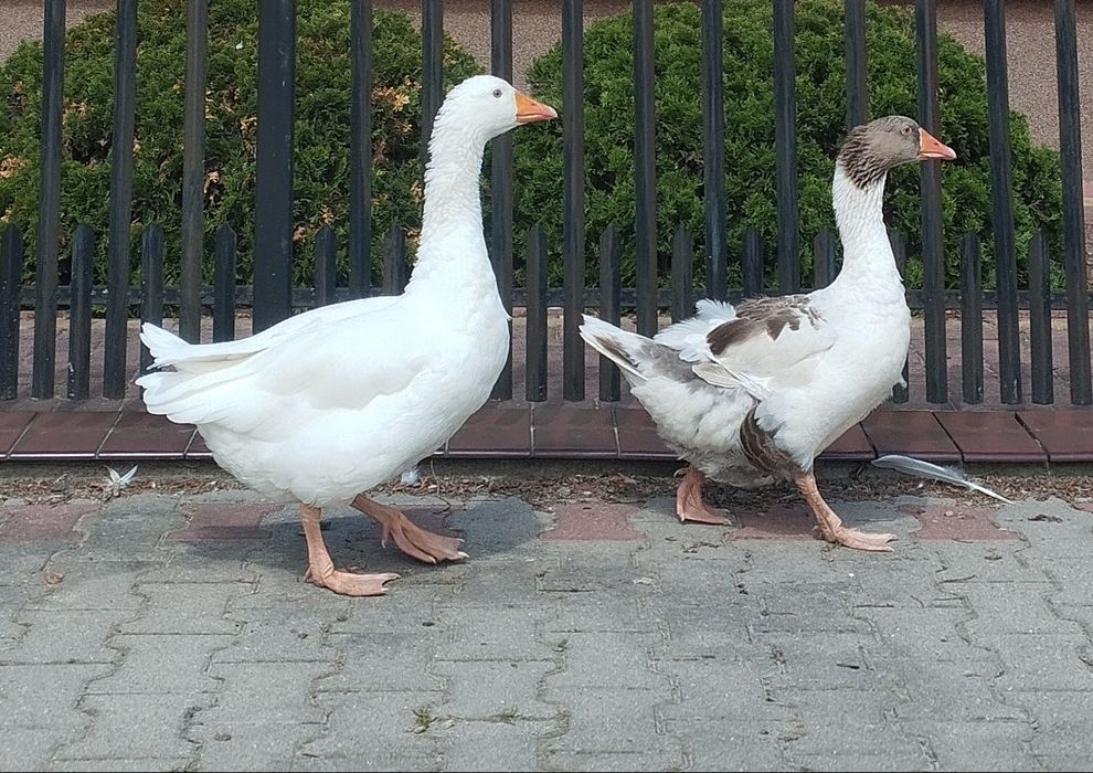 Gęsiory młode dwie sztuki