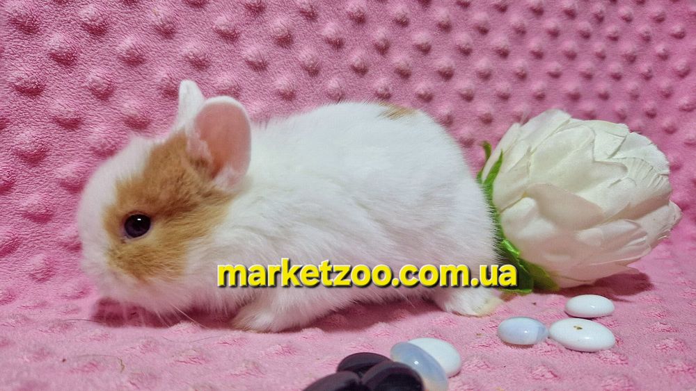 Міні кролик карликові карликовые кролики,мини,декоративний,найменший
