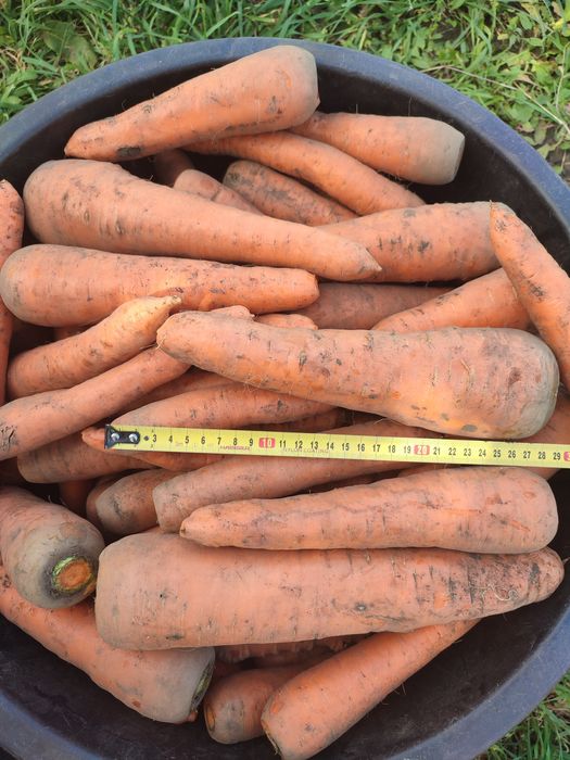 Морква домашня (Абако, Оленка)