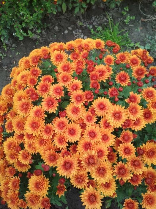 Хризантеми низькорослі шаровидні багаторічні різнокольорові