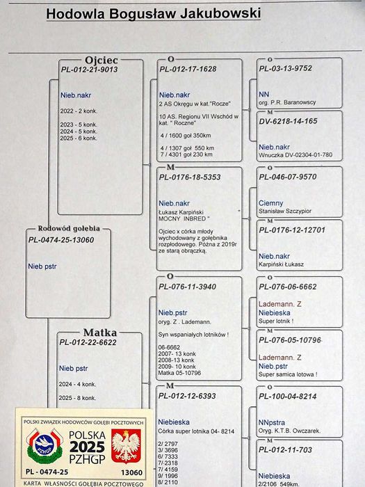 Gołębie Pocztowe - Hodowla Jakubowski