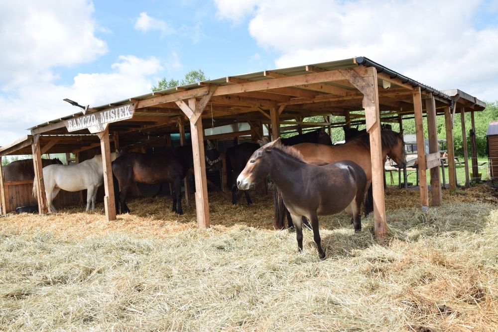 Pensjonat, hotel dla koni wolny wybieg