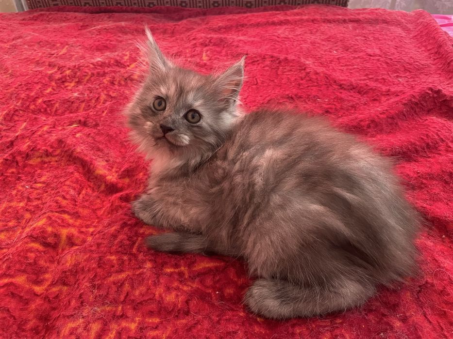 котята мейн-куны