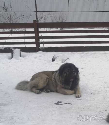В*язка Кавказькі вівчарки (вовкодави) tsaro baron/regina otaman salam/