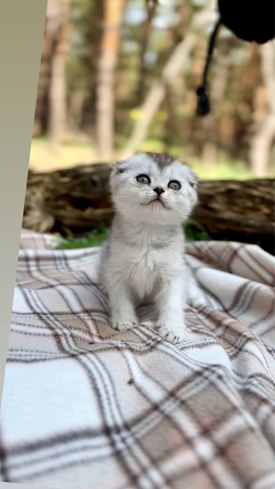 Кошенята шотландці шотландські породисті срібна шиншила фолди оо