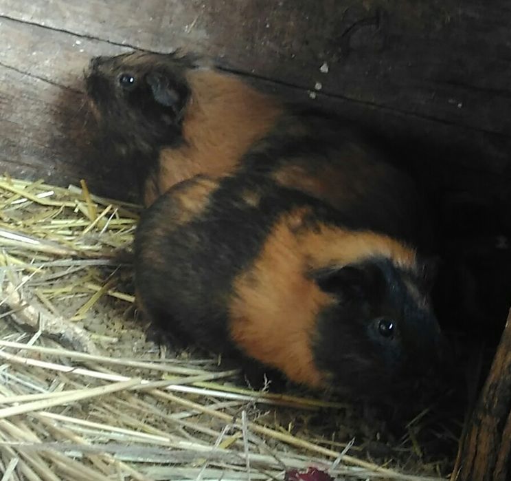 Морские свинки..