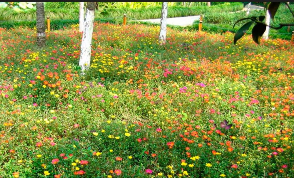 Мавританський газон (насіння)