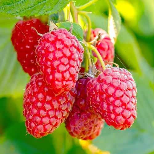 Sadzonki różnych roślin