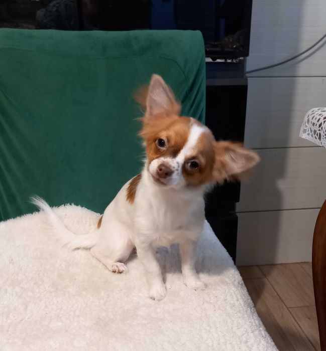 Suczka Chihuahua