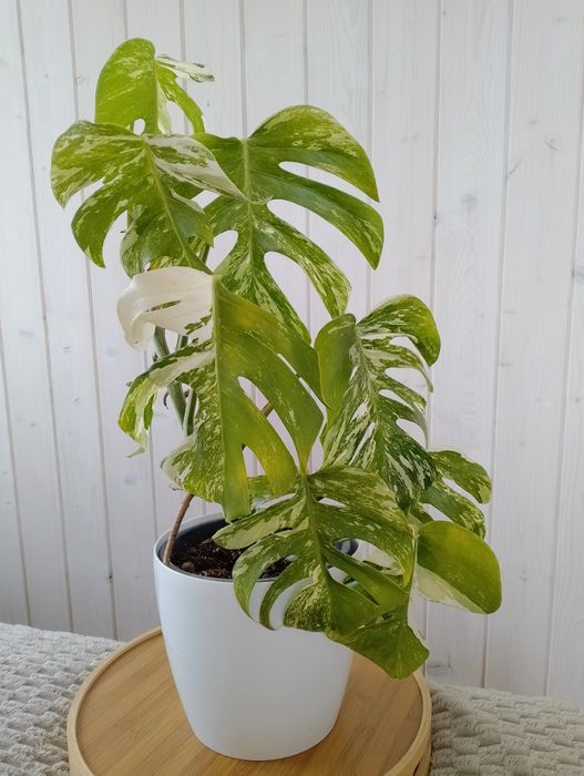 Sadzonka Monstera Variegata już  ukorzeniona Szczyt