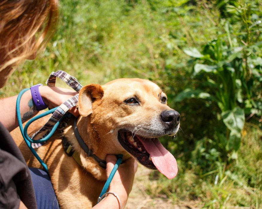 Para adoção, Miguel