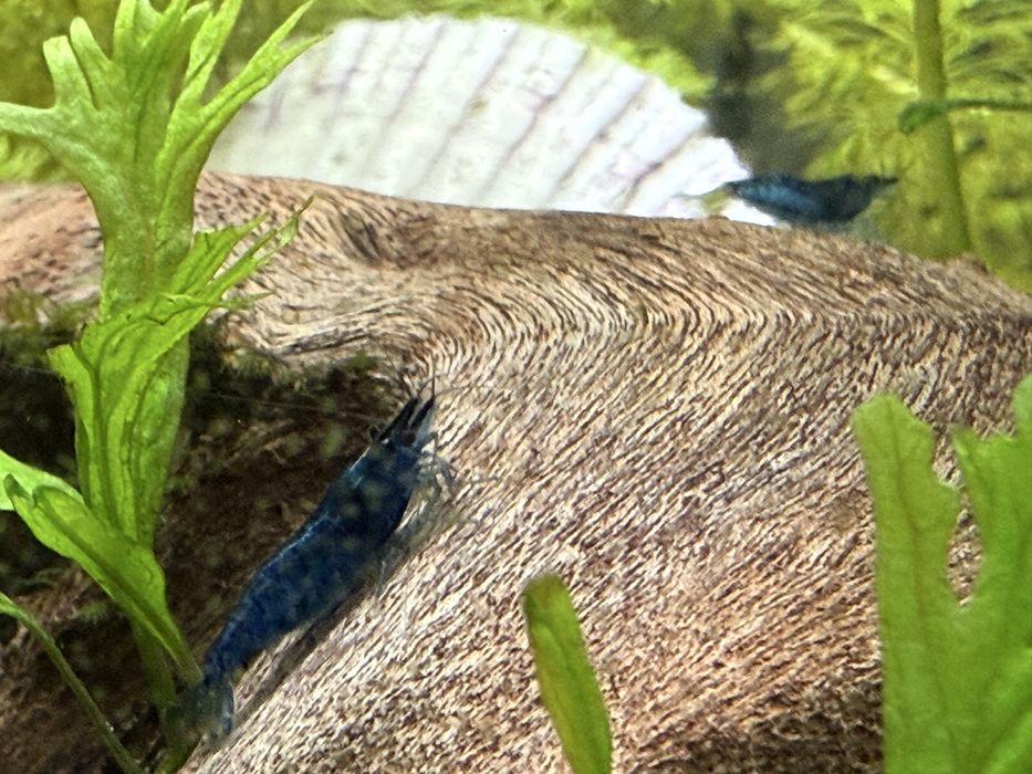 Camarões Neocaridina Blue Dream
