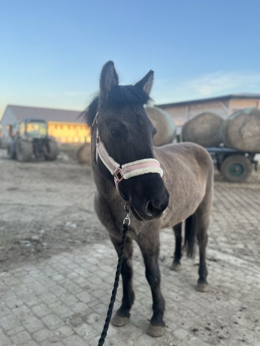 Sportowy kucyk na sprzedaz