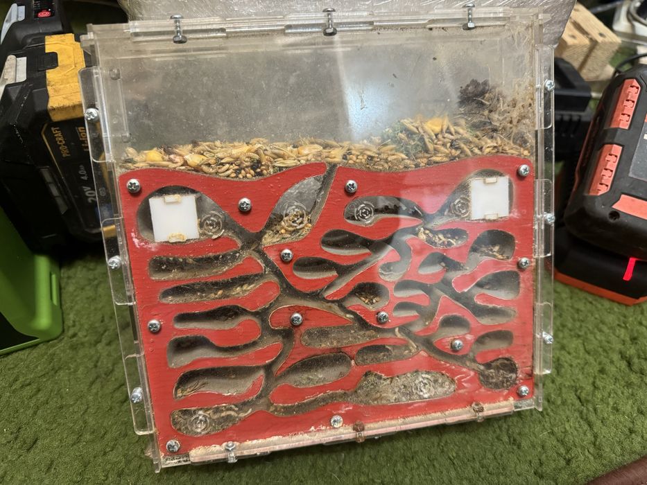 Вертикальна мурашина ферма «PENA Farm»