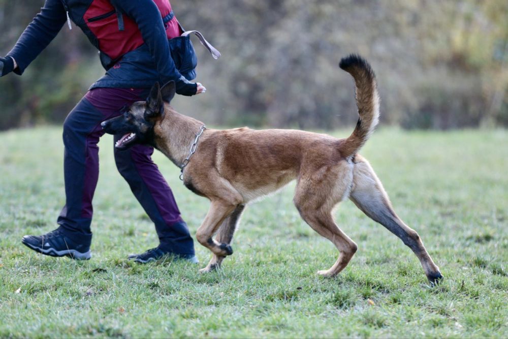 Малінуа -бельгійська вівчарка, цуценя,хлопчик,