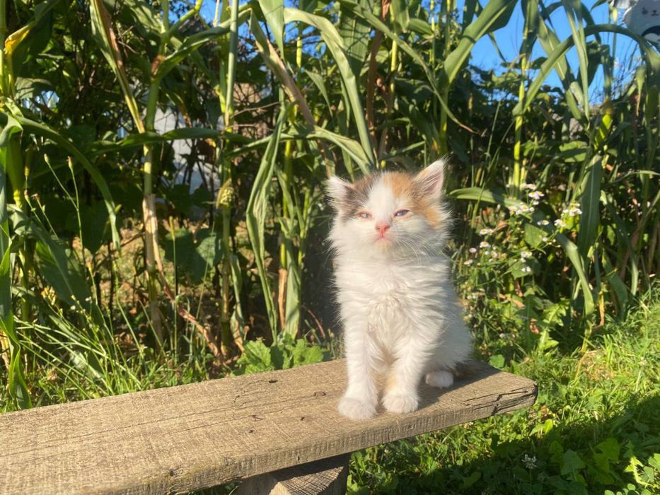 Кошенята чекають на сімʼю