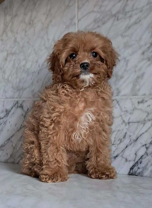Cavapoo f1 piesek cavalier x pudel toy 11 tyg aktualne