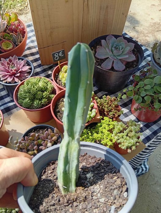 Cactos conjunto várias espécies