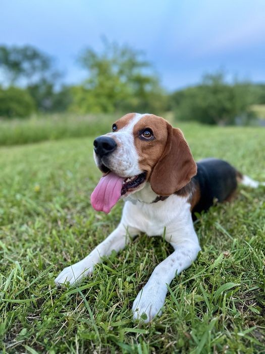 Вʼязка, собака бігль