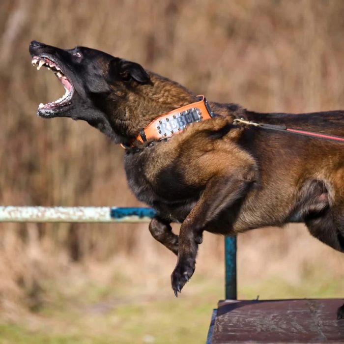 Owczarek belgijski Malinois