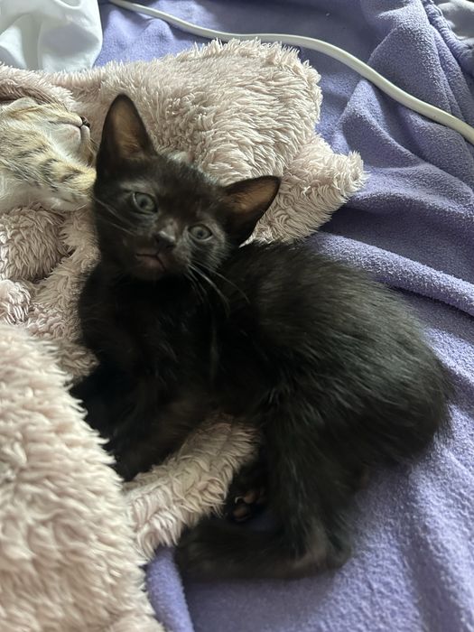 Dou gatinho para adoção responsável