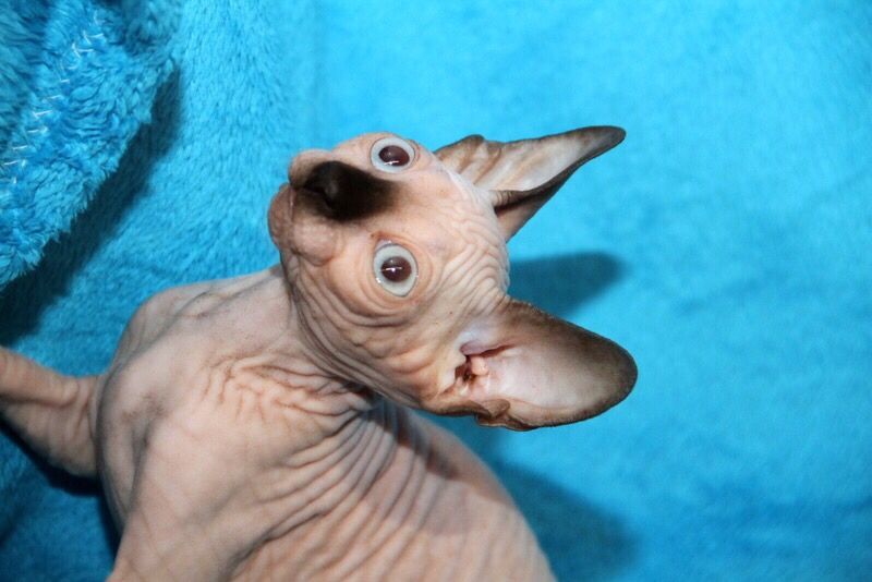 Очень красивы котята