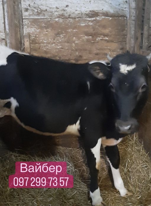 Телятко теличка на корову