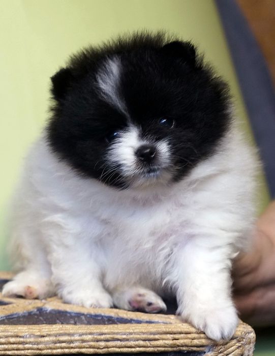 Lulu de Pomerania