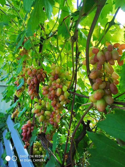 Продам саженцы винограда и чубуки