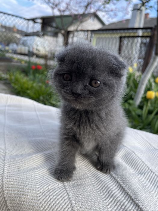 Кошення шотландець