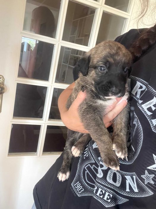 Adoção | 5 Cachorrinhas Arrasado de Fila de São Miguel