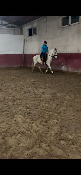 Vendo ou troco cavalo castrado