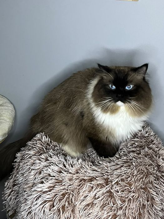 Kotka Ragdoll, rodowód FPL, badania