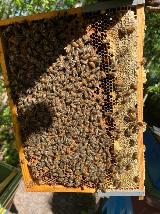 Miód rzepakowy z małej pasieki