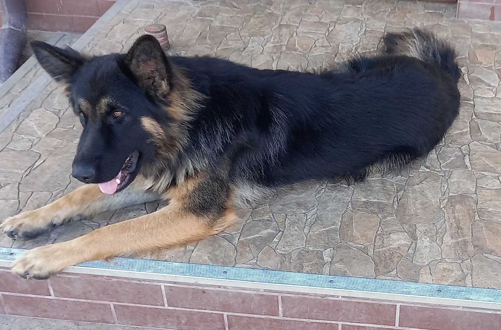 Owczarki do oddania za darmo