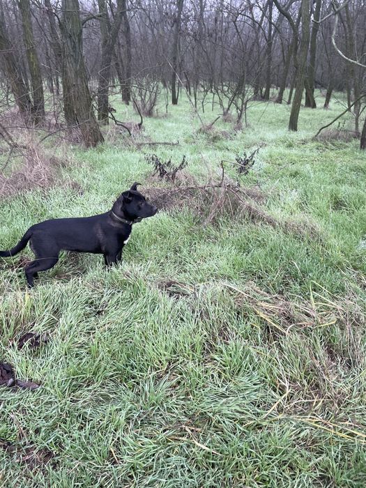 Віддам в добрі руки собаку