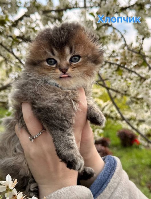 Чарівні кошенята шукають дім
