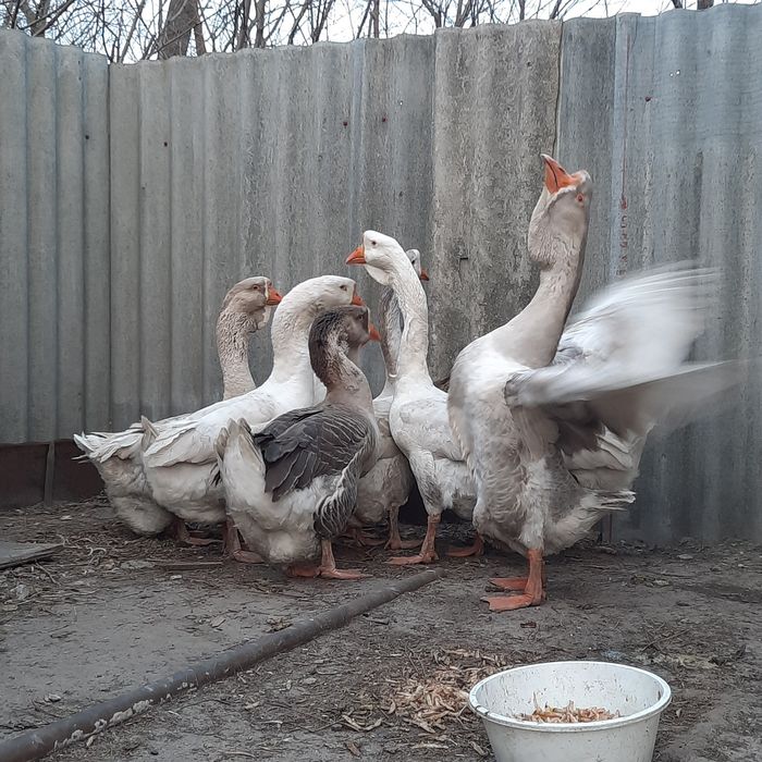 Продам гусаків Холмогорів