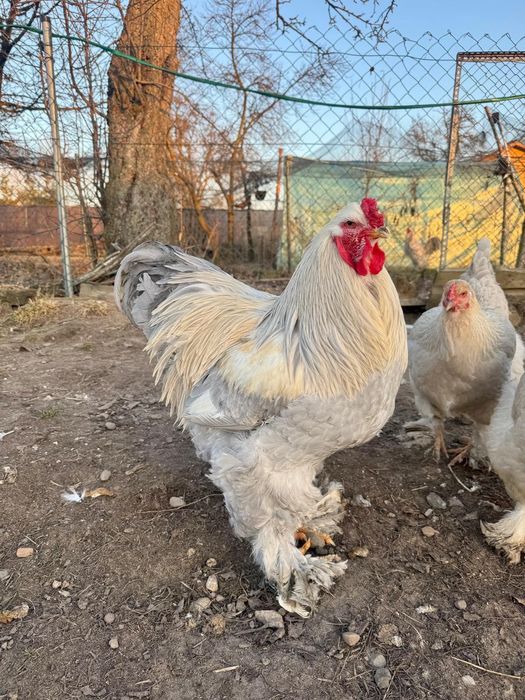 Brahma zeszłoroczne