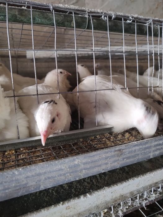 Перепілки різного віку