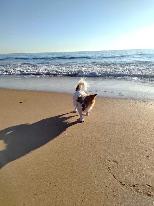 Pet sitting em Loures