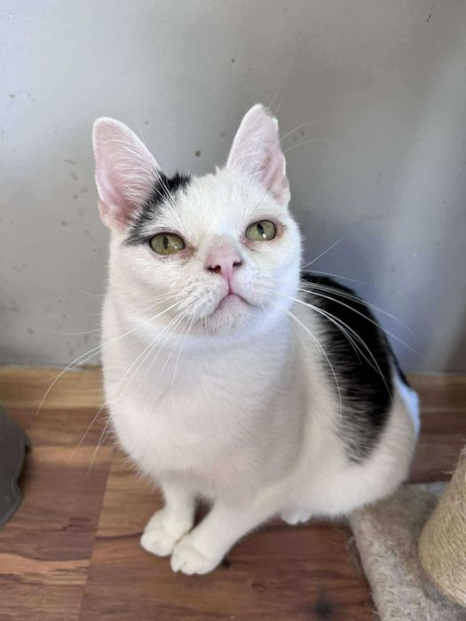 Nietypowej urody kotek MAŁI szuka domu :)
