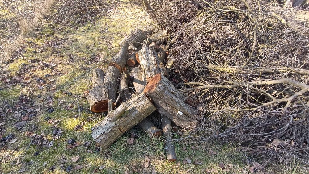 Drzewo gałęzie śliwka do wędzarni