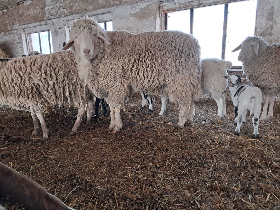 Продам барана породи мериноландшаф